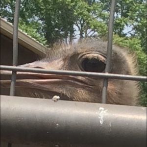 Meet your Posher, Brian